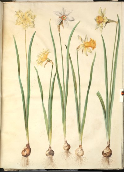 水仙偽水仙; 詩的な水仙 (pinselilje); 水仙×無双（ナルシスト持ち） 作： Hans Simon Holtzbecker
