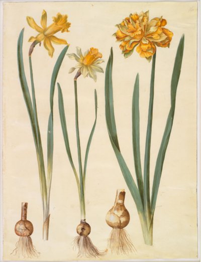 Narcissus pseudonarcissus major（大きな水仙）; Narcissus pseudonarcissus bicolor（2色の水仙）; 水仙の偽水仙 作： Hans Simon Holtzbecker