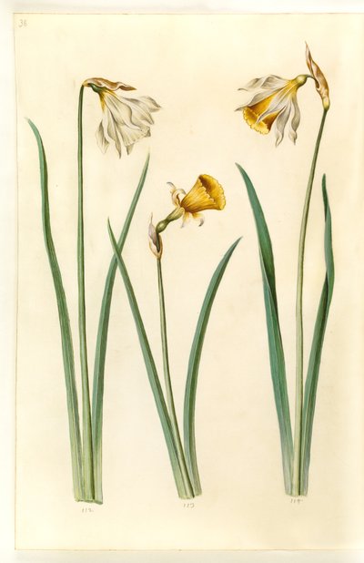 Narcissus pseudonarcissus moschatus（ムスク水仙）; 水仙球根（クリノリン水仙）; Narcissus pseudonarcissus (påskelilje) 作： Hans Simon Holtzbecker