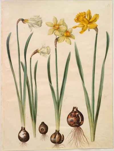Narcissus pseudonarcissus moschatus（ムスク水仙）; Narcissus ×mediluteus (toblomstret narcissus); Narcissus pseudonarcissus major (stor påskelilje) 作： Hans Simon Holtzbecker