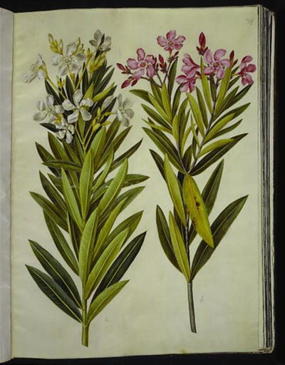 Nerium oleander (ネリエ) 作： Hans Simon Holtzbecker