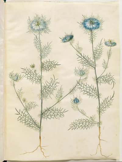 Nigella damascena (緑の中の処女) 作： Hans Simon Holtzbecker
