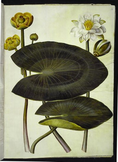 Nuphar lutea (黄色いスイレン); スイレン（白睡蓮） 作： Hans Simon Holtzbecker
