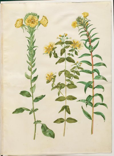 Oenothera biennis (隔年月見草); Hypericum hircinum (悪臭を放つセントジョーンズワート); Oenothera rubricaulis (赤い実の月見草) 作： Hans Simon Holtzbecker
