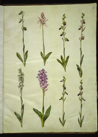 Ophrys apifera または Ophrys sphegodes (ハエバエの花または初期のハエの花); "Orchis simia" (幻想的な花); オフリス・アフィフェラ（ハチバエの花）; Orchis (カッコウハーブ); Orchis militaris (Knight