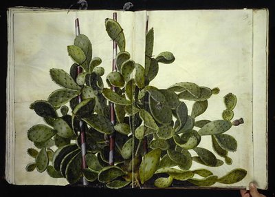 Opuntia ficus-indica、Opuntia humifusa または Opuntia monacantha (art af figenkaktus) 作： Hans Simon Holtzbecker