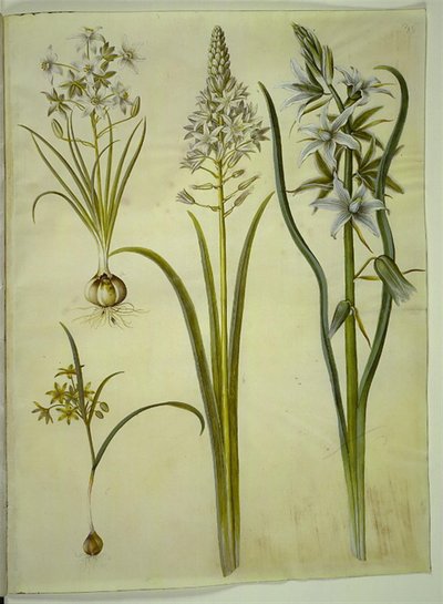 Ornithogalum umbellatum (ダイエット鳥のミルク); Ornithogalum pyramidale (ピラミッド鳥のミルク); Gagea lutea (共通の金星); Ornithogalum nutans (うなずく鳥のミルク) 作： Hans Simon Holtzbecker