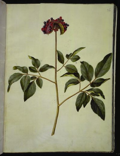 雄牡丹 (rose-silkeplante) 作： Hans Simon Holtzbecker