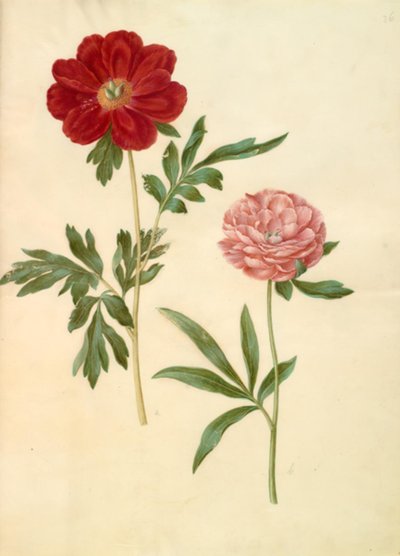 Paeonia officinalis (ボンデローズ) 作： Hans Simon Holtzbecker