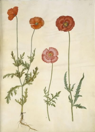 Papaver dubium (フェンスケシ); ヒナゲシ (ケシの実) 作： Hans Simon Holtzbecker