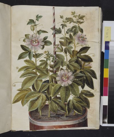 Passiflora incarnata (パッションブロムスト) 作： Hans Simon Holtzbecker