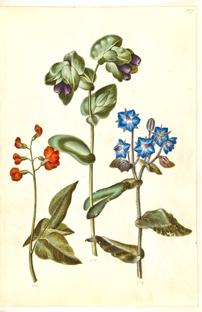 Phaseolus coccineus (自慢の豆); Cerinthe major (偉大なワックスワート); Borago officinalis（ルリヂサ） 作： Hans Simon Holtzbecker