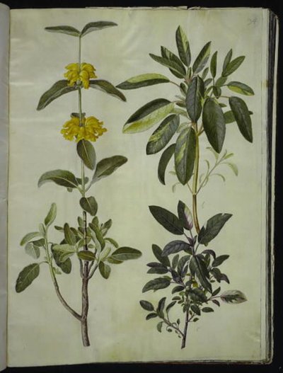 Phlomis fruticosa (キンギョソウ); サルビア オフィシナリス (セージ) 作： Hans Simon Holtzbecker