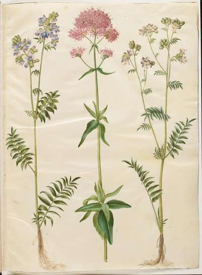 Polemonium caeruleum (一般的なヤコブのはしご); Centranthus ruber (赤い胞子バレリアン) 作： Hans Simon Holtzbecker