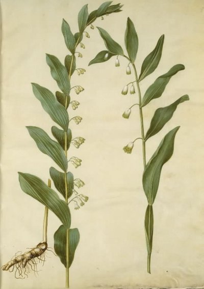 Polygonatum multiflorum (stor konval); Polygonatumodoratum（カンテットコンヴァル） 作： Hans Simon Holtzbecker