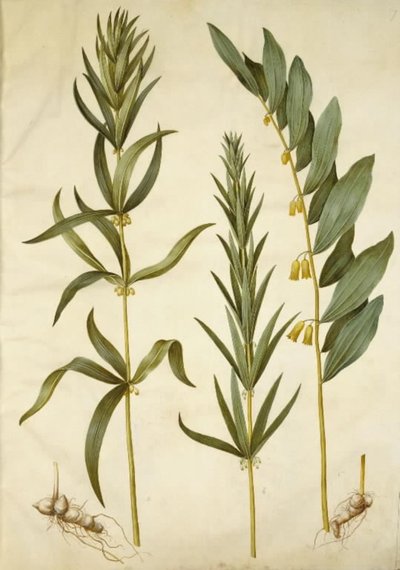 Polygonatum verticillatum (スズランの花輪); Polygonatum multiflorum (大スズラン) 作： Hans Simon Holtzbecker