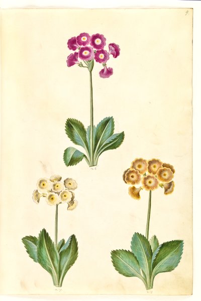Primula ×pubescens (have-aurikel) 作： Hans Simon Holtzbecker
