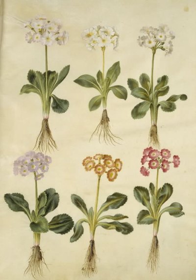 Primula ×pubescens (have-aurikel) 作： Hans Simon Holtzbecker