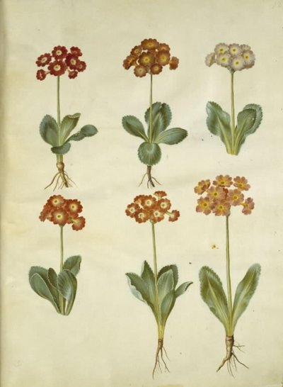 Primula ×pubescens (have-aurikel) 作： Hans Simon Holtzbecker