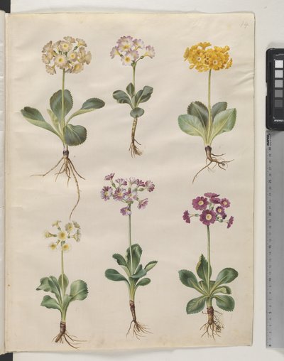 Primula ×pubescens Wulfen (have-auricula) 作： Hans Simon Holtzbecker