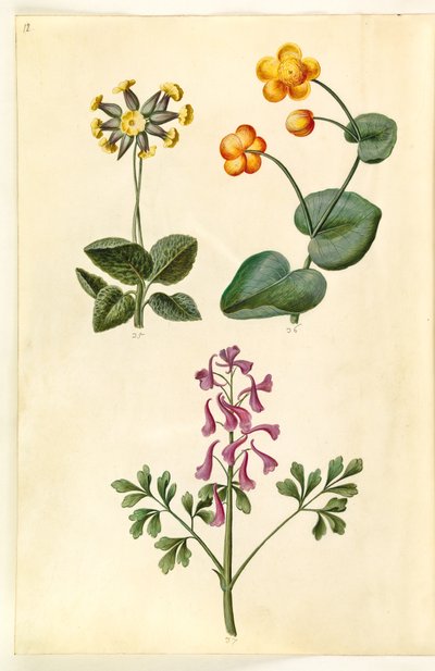 Primula veris (中空首カウスリップ); Caltha palustris (牧草地スゲ); エゾエンゴサク (中空根ラークスパー) 作： Hans Simon Holtzbecker