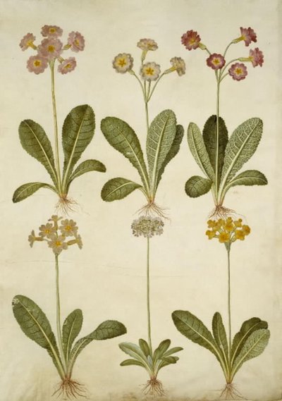 Primula veris (中空首のササゲ ハイブリッド); Primula farinosa (ササゲ) 作： Hans Simon Holtzbecker