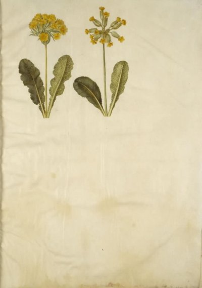 Primula veris (中空首のササゲ ハイブリッド); Primula veris (ホローネック ササゲ) 作： Hans Simon Holtzbecker