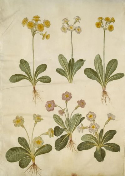 Primula veris (中空首のササゲ ハイブリッド); Primula vulgaris（大輪ササゲハイブリッド） 作： Hans Simon Holtzbecker
