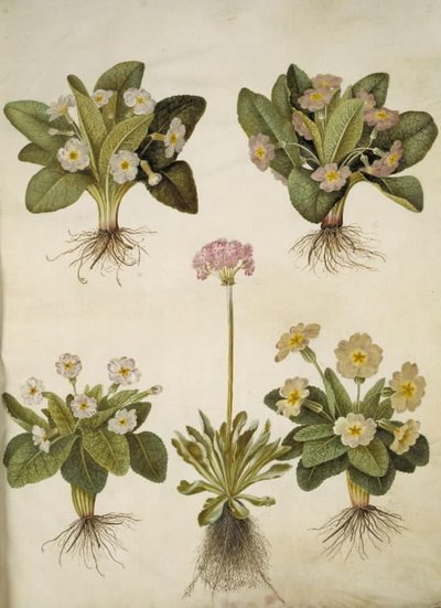 Primula vulgaris (大輪サクラソウのハイブリッド); Primula farinosa (ササゲ) 作： Hans Simon Holtzbecker
