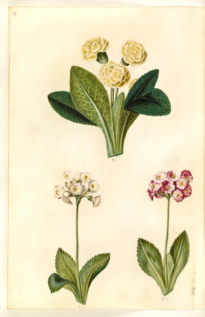 プリミュラ・vulgaris（大きな花のコドリバー）; Primula×Pubescens（庭園） 作： Hans Simon Holtzbecker