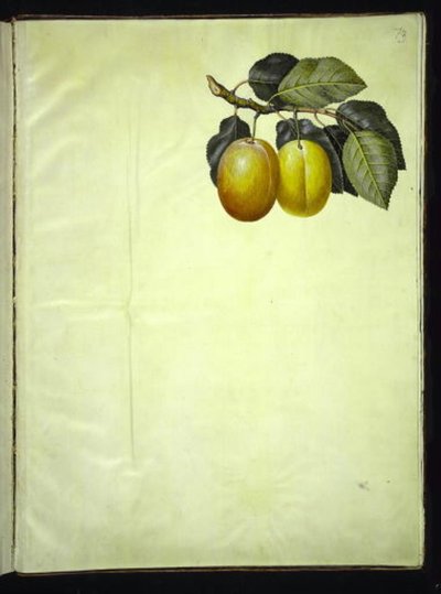 プルナス・ドメスティカ (blomme) 作： Hans Simon Holtzbecker