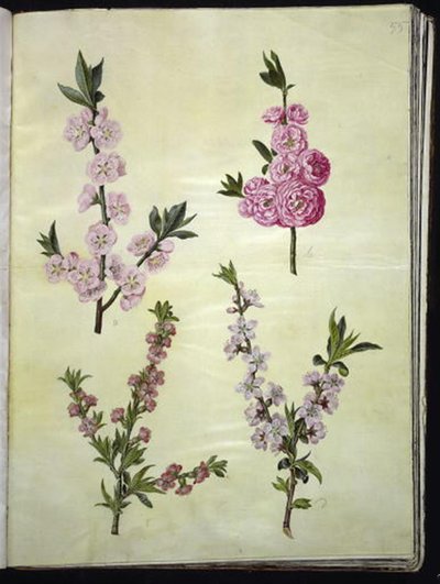 Prunus dulcis (アーモンド); サクラ 作： Hans Simon Holtzbecker