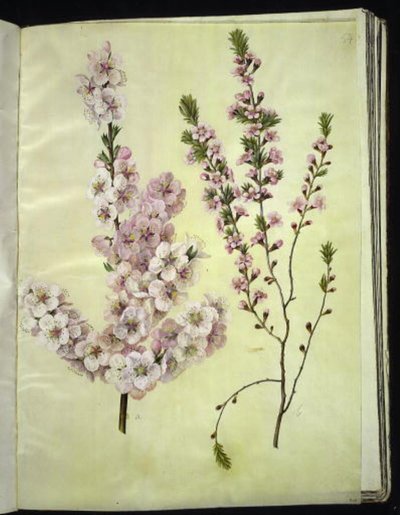 Prunus dulcis (アーモンド); Prunus tenella (ドワーフ アーモンド) 作： Hans Simon Holtzbecker