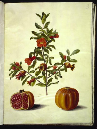Punica granatum (ザクロ) 作： Hans Simon Holtzbecker