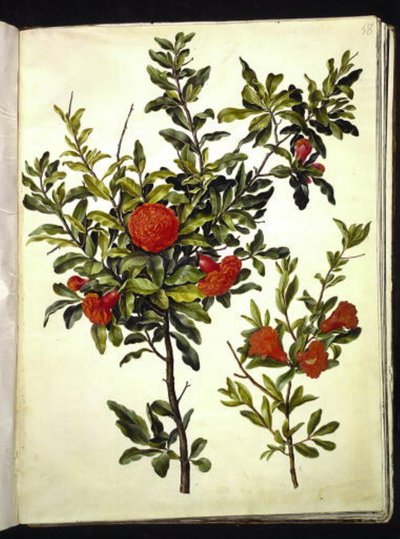 Punica granatum (ザクロ) 作： Hans Simon Holtzbecker