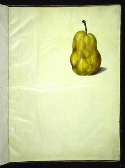Pyrus communis (ナシ) 作： Hans Simon Holtzbecker
