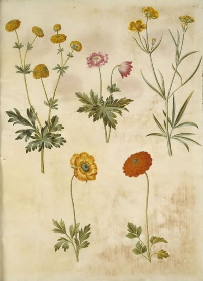 Ranunculus acris (guldknap-ranunkel); アネモネ ネモロサ (hvid アネモネ); Ranunculus Illyricus (ステップラヌンケル); Ranunculus asiatica (have-ranunkel) 作： Hans Simon Holtzbecker