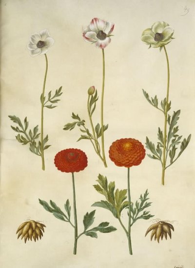 Ranunculus asiatica (have-ranunkel) 作： Hans Simon Holtzbecker