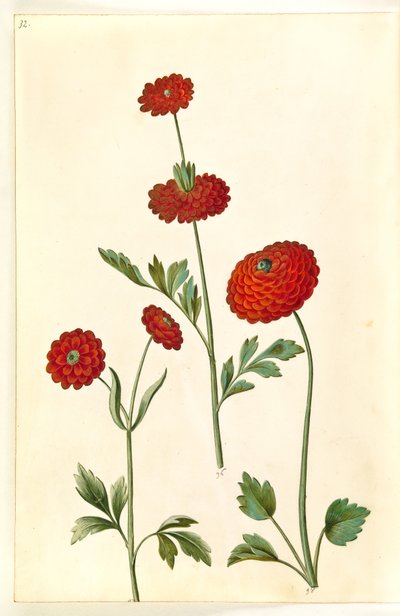 Ranunculus asiatica (have-ranunkel) 作： Hans Simon Holtzbecker