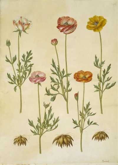 Ranunculus asiatica (have-ranunkel) 作： Hans Simon Holtzbecker