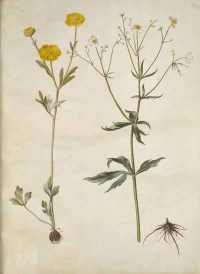 Ranunculus monspeliacus (キンポウゲ); ラナンキュラス・アコニティフォリアス（ラナンキュラス・アコニティフォリアス） 作： Hans Simon Holtzbecker
