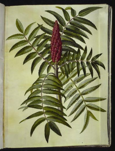 Rhus typhina (クワガタ) 作： Hans Simon Holtzbecker
