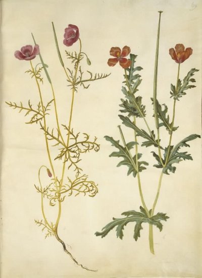 Roemeria hybrida (スミレ hornvalmue); Glaucium horniculatum (rød hornskulpe) 作： Hans Simon Holtzbecker