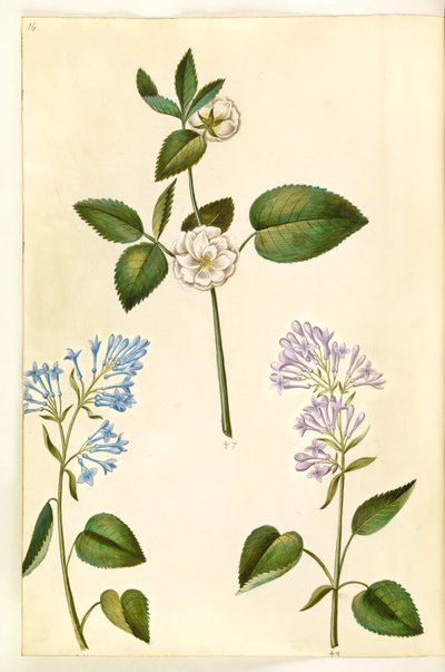 ローザ (?) (バラ); Syringa vulgaris (スイバ) 作： Hans Simon Holtzbecker