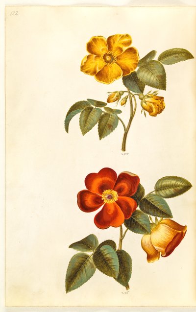 Rosa foetida (黄色いバラ); Rosa foetida（トルコのバラ） 作： Hans Simon Holtzbecker