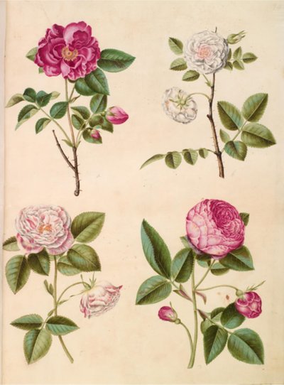 Rosa gallica (apoteker-rose); ローザ × アルバ (hvid ローズ); ガリック ローズ (Rosa Mundi); ローザ×センティフォリア（centifolia-roses） 作： Hans Simon Holtzbecker