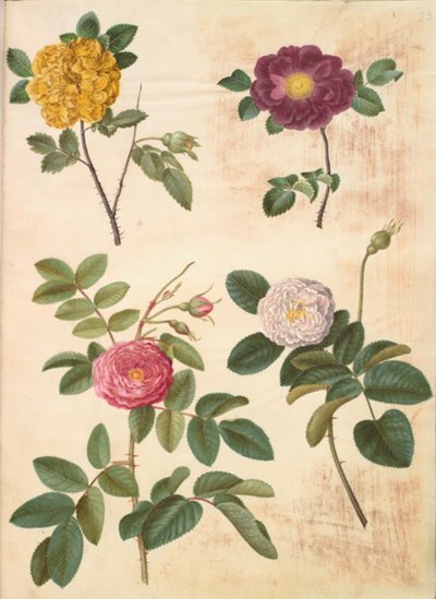 Rosa hemisphaerica (硫黄の黄色いバラ); ローザ ガリカ (ベルベット ローズ); Rosa×damascena（ダマシンローズ） 作： Hans Simon Holtzbecker