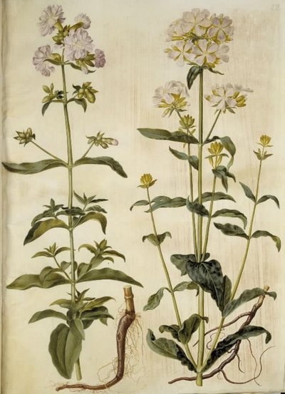 Saponaria officinalis (サボンソウ) 作： Hans Simon Holtzbecker