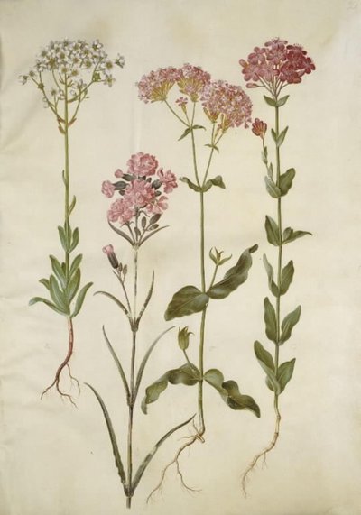 Saxifraga paniculata (ユキノシタ); Silene viscaria (一般的なタールクローブ); Silene armeria（ノットライムワート）; 作： Hans Simon Holtzbecker