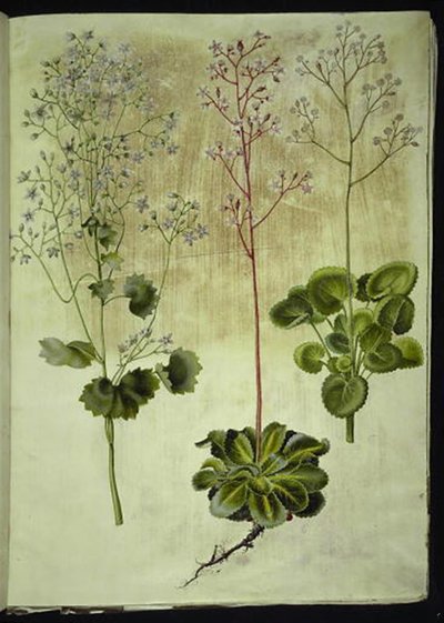Saxifraga rotundifolia (丸葉のストーンワート); Saxifraga umbrosa (シャドーユキノシタ); Saxifraga geum (磁器の花) 作： Hans Simon Holtzbecker